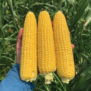 Summer Celebration Corn Thumbnail